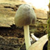 Pluteus species